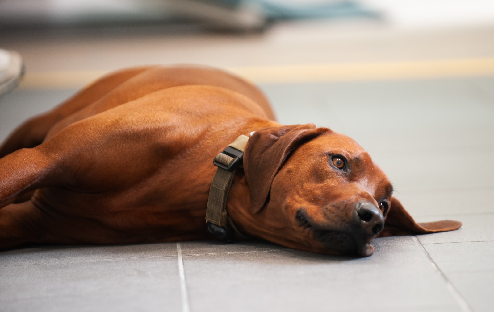 Bild Magnetfeldtherapie